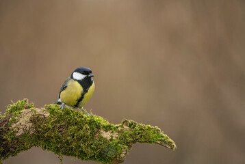 Great tit, Parus major, searching for food, late winter in Oxfordshire