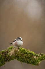 Long tailed tit, Aegithalos caudatus, searching for food, late winter in Oxfordshire