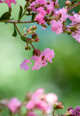 Closed-up of  Pink Crepe myrtle flowers blooming in Spring against green background.