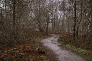 Misty Winding Path