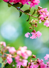 Fototapeta na wymiar Closed-up of Pink Crepe myrtle flowers blooming in Spring against green background.