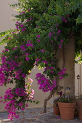 Blooming bougainvilea at a residential house on Crete in Greece, Europe
