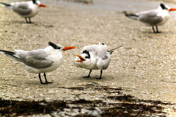 Lesser terns on the beach appearing to be bickering or arguing.  Funny image.