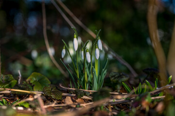 Schneeglöckchen - Der Frühling kommt