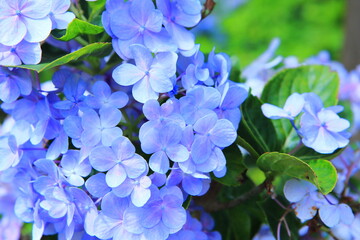 満開の紫陽花