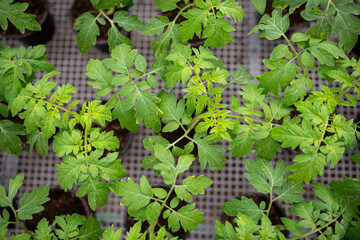 Tomato seedlings are grown in greenhouse in pots. Spring seedlings