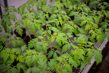 Tomato seedlings are grown in greenhouse in pots. Spring seedlings