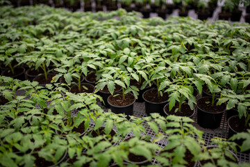 Tomato seedlings are grown in greenhouse in pots. Spring seedlings