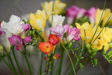 Bouquet of fresh Freesia. For Women’s and Mother day..