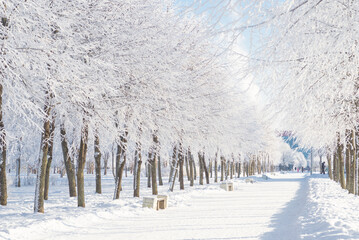 Winter landscape, trees in the snow
