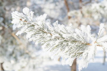 Close-up, tree branch in the snow