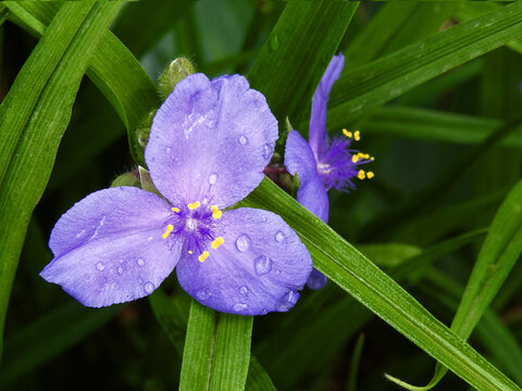 Purple three-petaled flowers of Spiderwort (Tradescantia virginiana) herbaceous perennial plant