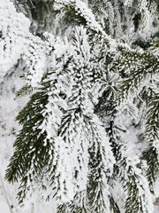 spruce in the cold