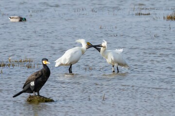 Eurasian spoonbill (Platalea leucorodia, white bird with long bill over the lagoon