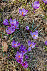 spring crocus flowers