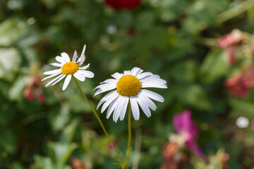 Fototapeta premium Chamomile flower close up. Blooming spring flowers.