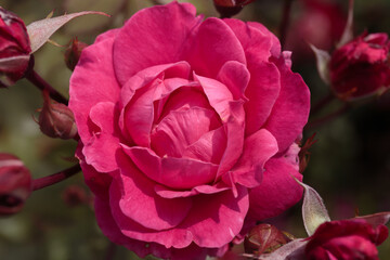 Single purple flower of wild rose. The last autumn flowers.