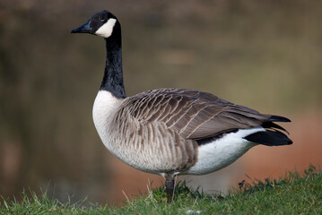 Canada Goose