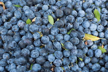 Dark blue prunes with a white tint. Background of fruit