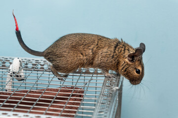 The common degu with an injured tail. Little cute gray mouse Degu close-up. Exotic animal for domestic life. The common degu is a small hystricomorpha rodent endemic from Chile.  © nedomacki