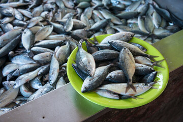 Pescados expuestos en una pescadería de Estambul