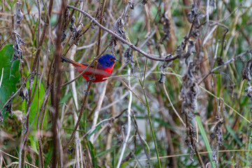Painted Bunting perched in the brush at Circle-B-Bar Reserve near Lakeland, Florida.