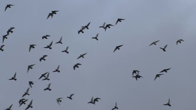 Flock of birds fly free in the sky. Super slow motion HD