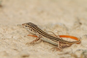 Acanthodactylus erythrurus, orange-tailed lizard on the ground