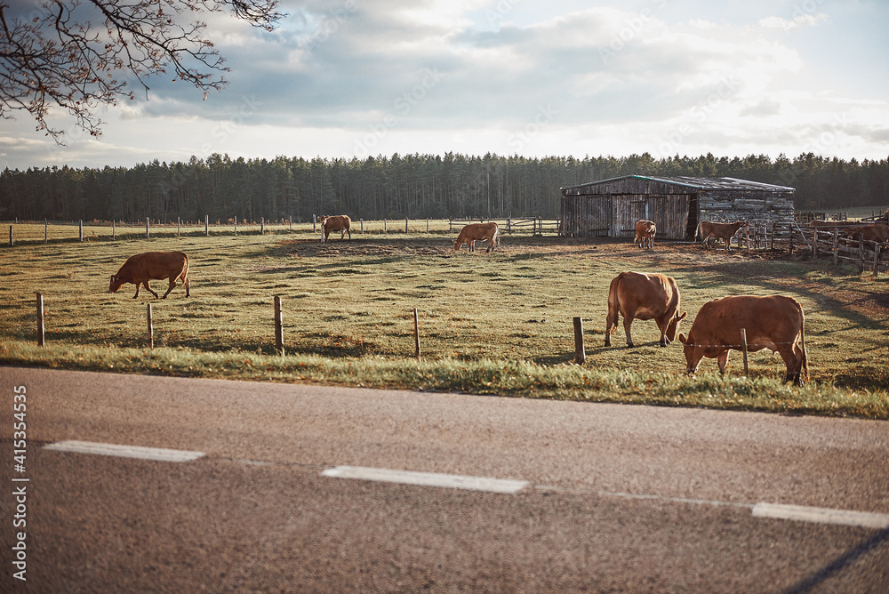 Wall mural brown limousin beef cows in a pasture