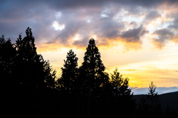 Obraz premium 夕暮れ 木