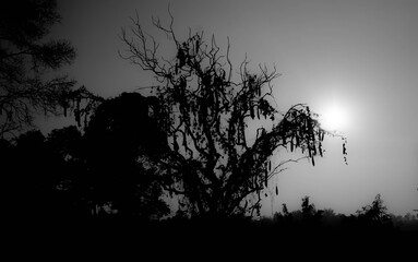 Halloween tree, scary tree in twilight light, Halloween wallpaper, black and white picture.