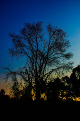 Halloween tree, tree with scary shape in twilight light, Halloween background picture.