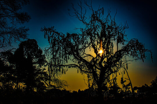 Halloween tree, tree with scary shape in twilight light, Halloween background picture.