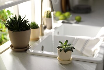 Beautiful potted plants on countertop near window in kitchen