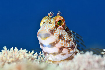 Blenny leaning out on the reef