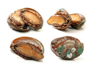 Raw abalones on the white background 