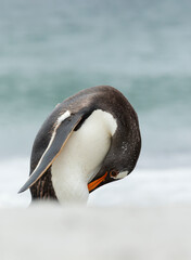 Close up of a Gentoo penguin preening on a sandy coast © giedriius