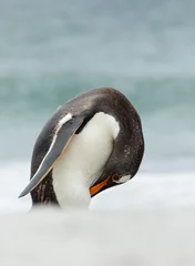 Foto auf Acrylglas Close up of a Gentoo penguin preening on a sandy coast © giedriius