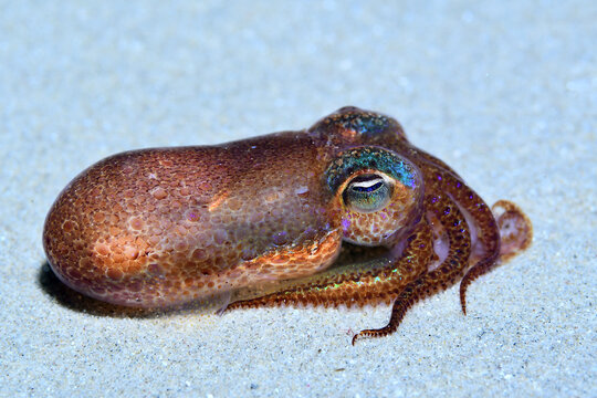 A small Sepiola rondeletii rests on the sand at night.
