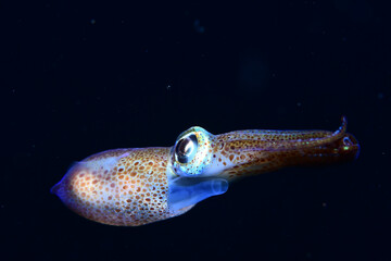 A small Sepiola rondeletii rests on the sand at night.