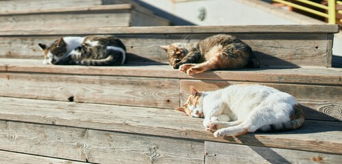 Group of stray cats sleeping outdoors on a sunny day. Sunbathing together, having a nap tired and resting lying on the floor
