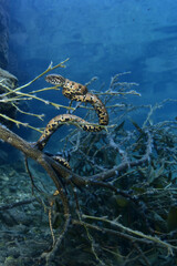 freshwater snake resting on an orange tree branch