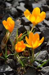 yellow crocus flowers on gray stones, Saffron growing outside, early spring flowers