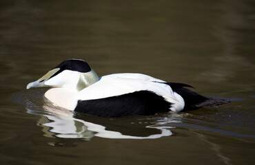 Eider Duck