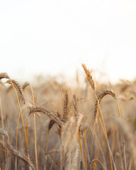 field of wheat