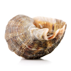 live conch on white background