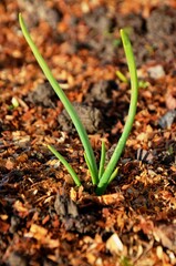 young onion sprout growing in soil early spring