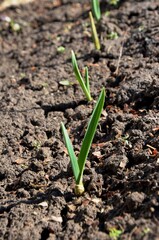 young garlic sprout growing in soil early spring