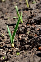 young garlic sprout growing in soil early spring