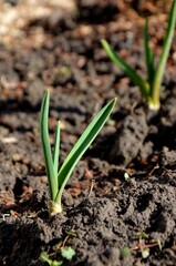 young garlic sprout growing in soil early spring